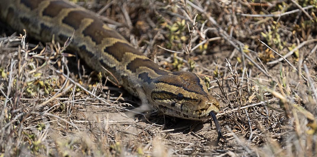 Central African Rock Python